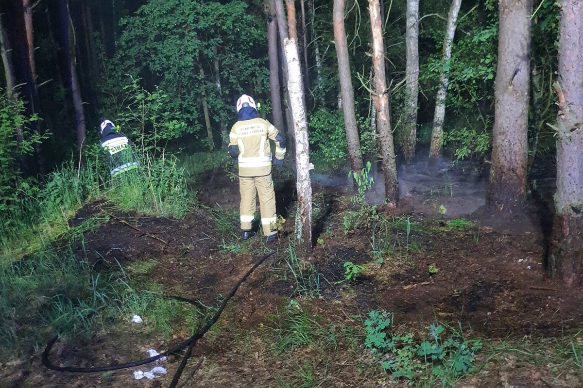 Czosnów. Pożar lasu w Dąbrówce. Strażacy nie wykluczają podpalenia