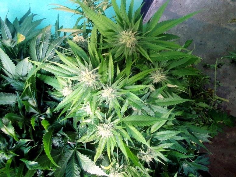 Policjanci zlikwidowali plantację marihuany. Plantator spod Nasielska zatrzymany