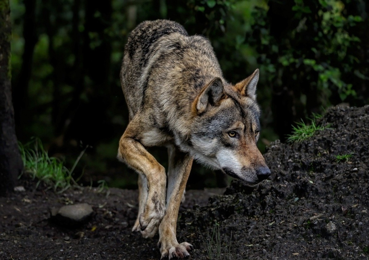 Zakroczym. Uwaga na wilki! Gmina wydała komunikat