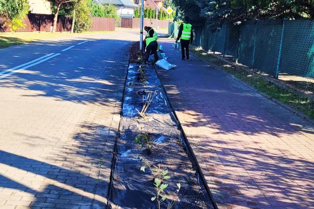 Nowy Dwór Mazowiecki. Nowe nasadzenia na terenie miasta. Przybędzie 400 drzew i tysiące roślin