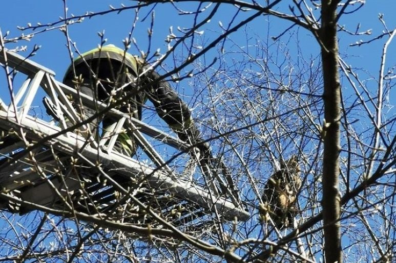 Czosnów. W Adamówku przy ulicy Brzozowej kot utknął na drzewie. Zwierzakowi z pomocą przyszli strażacy