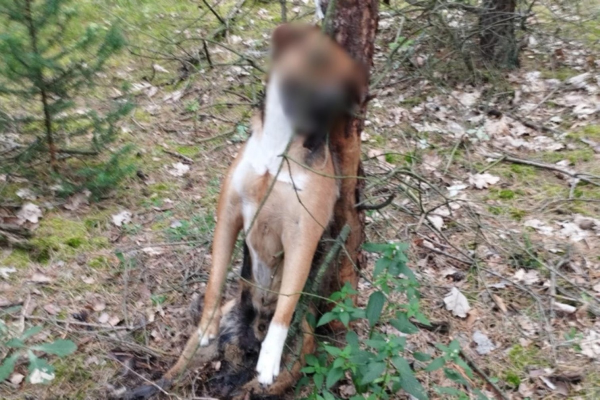 Nasielsk. Bestialsko powiesił psa. Policja poszukuje sprawcy