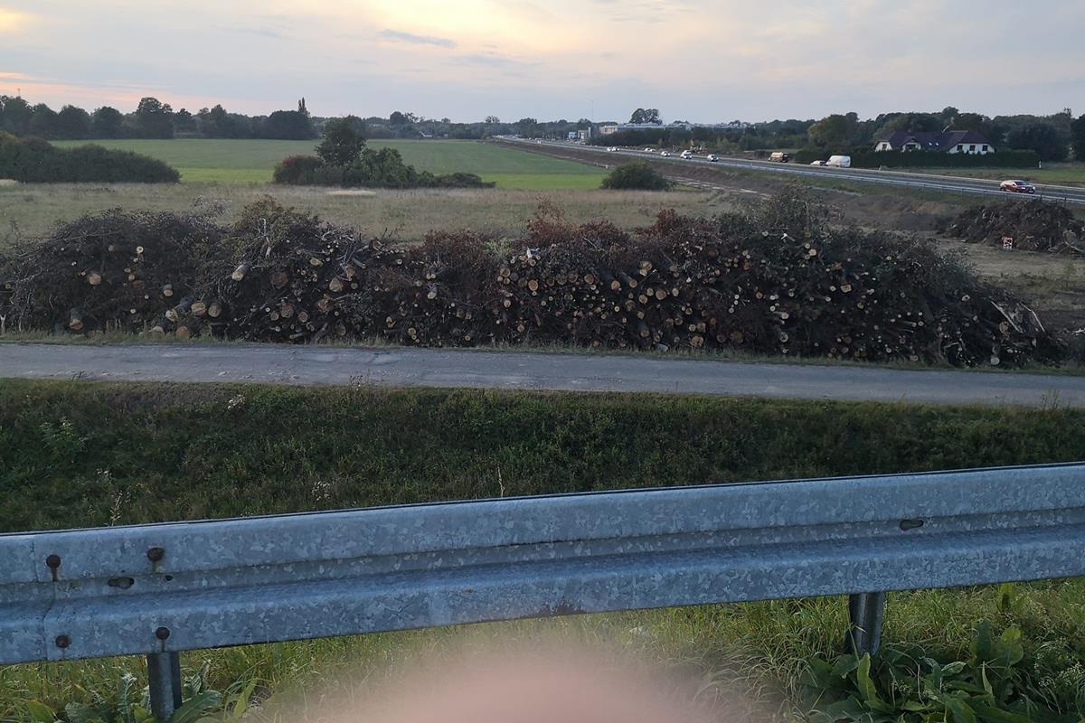 Czosnów. Wycinka drzew w związku z przebudową S7. GDDKiA uspokaja: “będą wykonywane nowe nasadzenia zieleni”