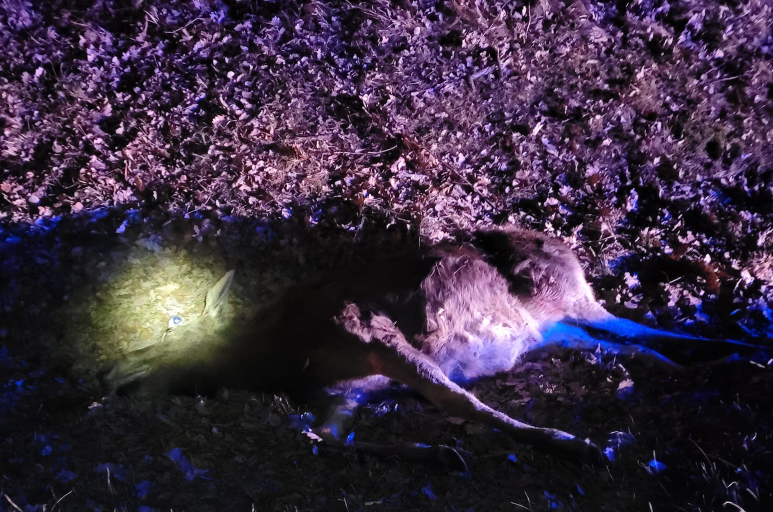 Czosnów. Zderzenie samochodu osobowego, którym podróżowały cztery osoby z łosiem na DW 579 w Sowiej Woli. Zwierzę nie przeżyło kolizji