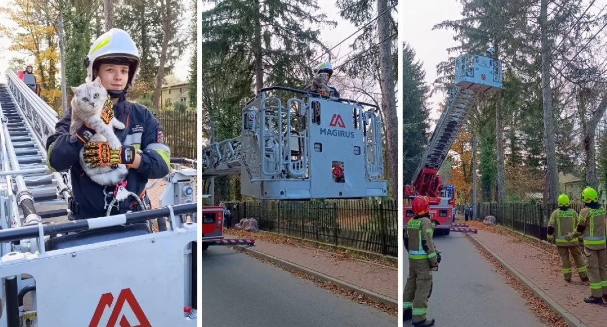 Pomiechówek. Kot utknął na drzewie i nie mógł sam zejść. Zwierzaka z opresji uratowali strażacy