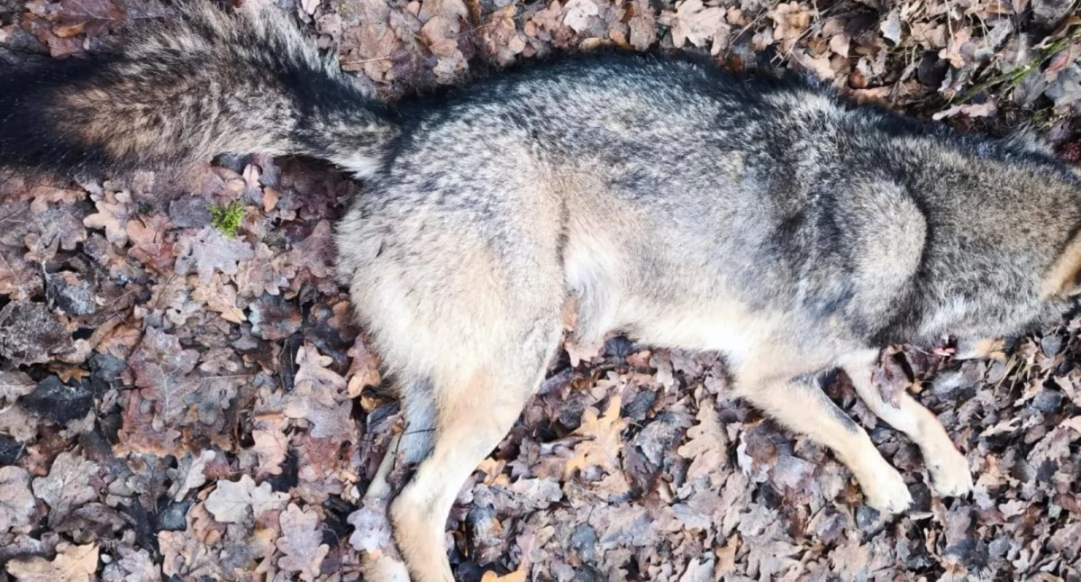 Kolejna tragedia na drodze – wilk z Puszczy Kampinoskiej zginął pod kołami auta