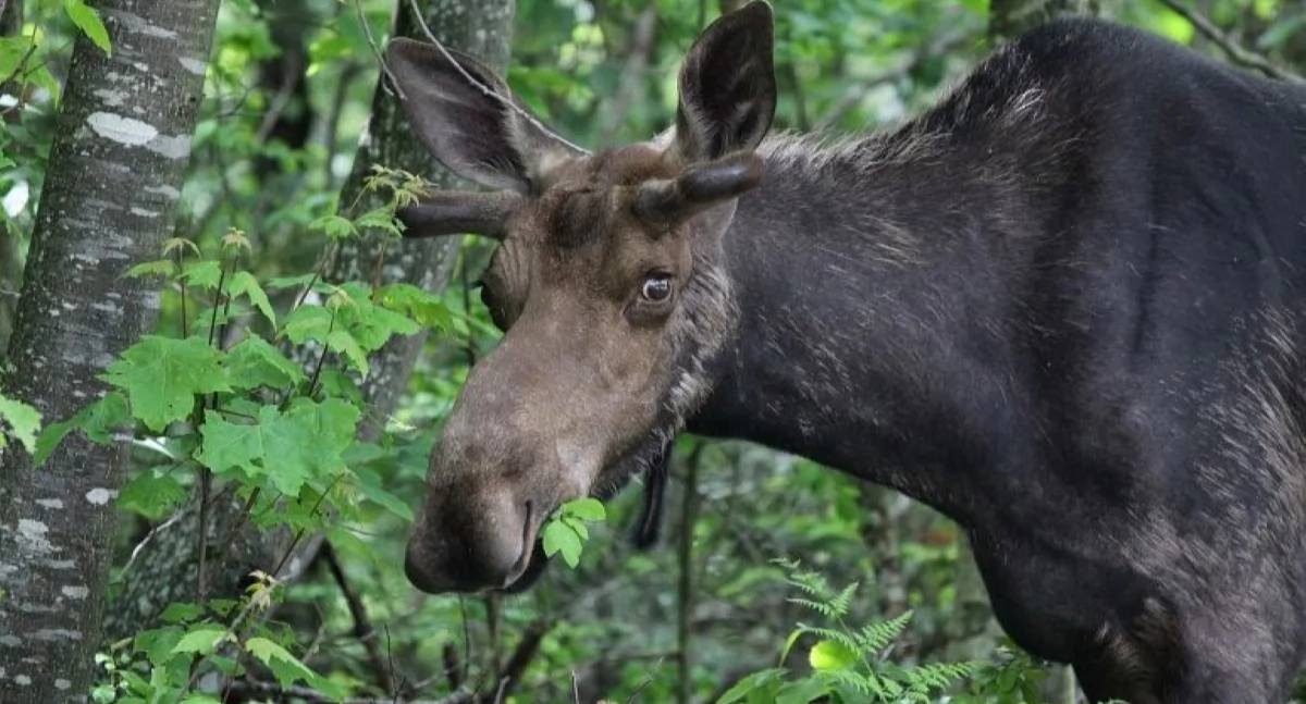 Pomiechówek. W Śniadówku łoś nabił się na ogrodzenie posesji. Pomimo interwencji służb zwierzę padło