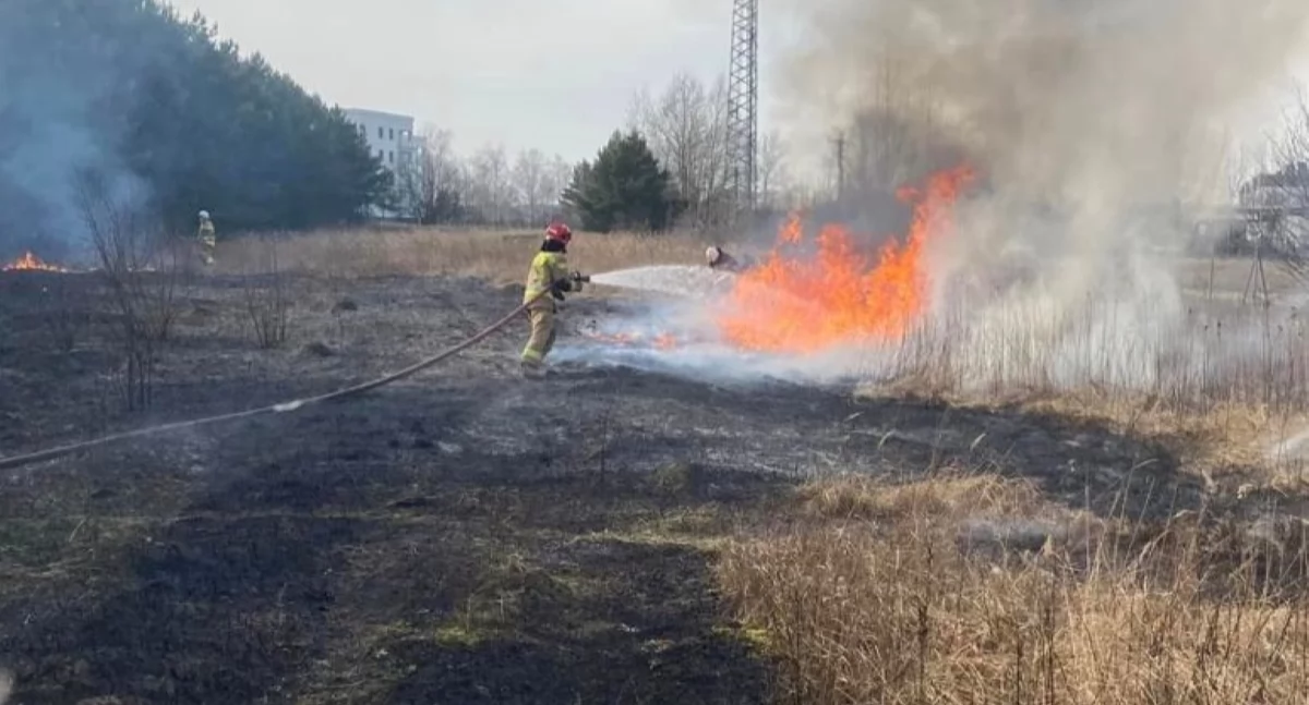 Czosnów. Pożar traw i nieużytków w miejscowości Łomna Las na powierzchni 2 tys. m2. Z ogniem walczyły cztery zastępy straży pożarnej