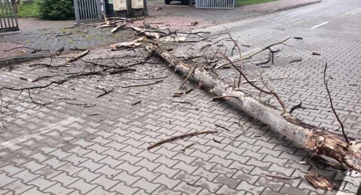 Czosnów. W Brzozówce kierowca samochodu osobowego uderzył w drzewo, które przewróciło się na jezdnię