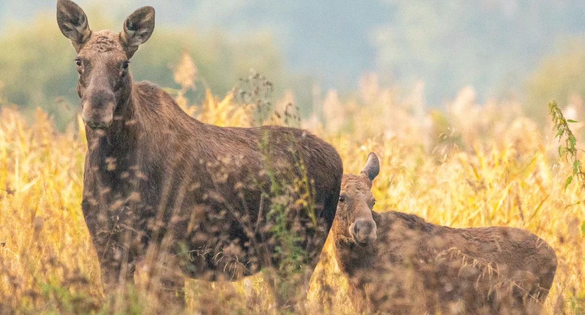 Kampinoski Park Narodowy. Zielone płuca Mazowsza pod presją turystów. Dlaczego, nie powinno się zabierać poroży, grzybów, jagód czy kwiatów? (wideo)