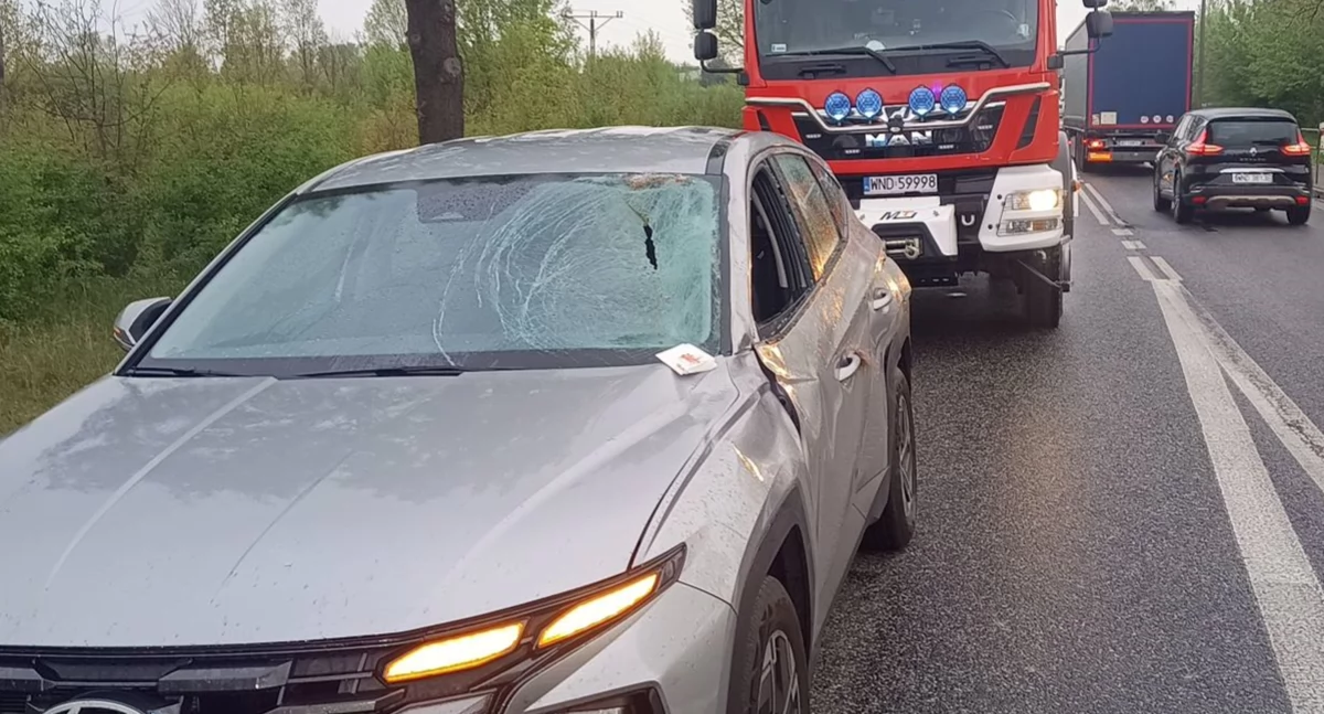 Pomiechówek. W Stanisławowie na DK 62 łoś zderzył się z ciągnikiem siodłowym z naczepą i autem osobowym. Jedna osoba trafiła do szpitala