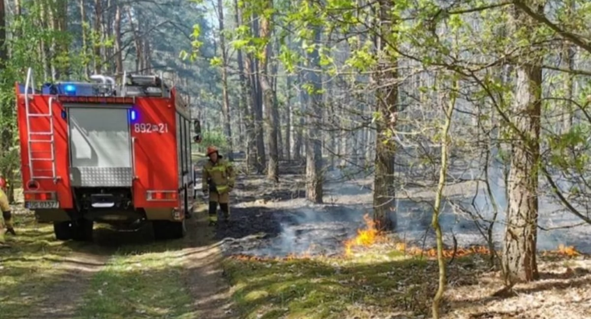 Leoncin. Pożar lasu w Nowym Polesiu. Z ogniem walczyli druhowie z OSP Leoncin i OSP Wilków Polski