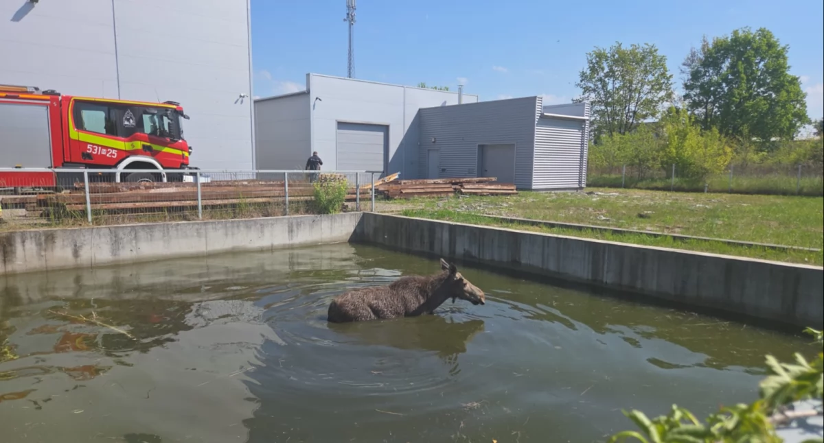 Czosnów. Łoś utknął w zbiorniku przeciwpożarowym na terenie hurtowni i nie mógł się wydostać. Po ponad 4 godzinach i zbudowaniu podestu zwierzę udało się uratować