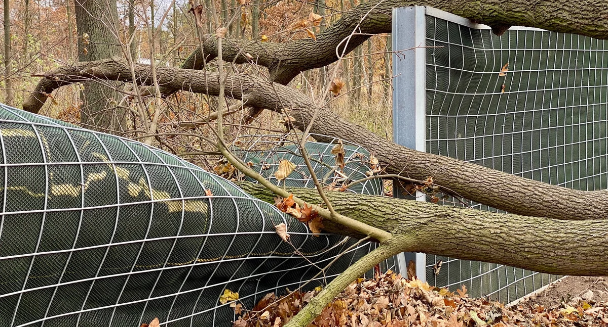 Czosnów. Drzewo przewróciło się na Akacjową we wsi Kaliszki i ją zablokowało. Strażacy usunęli zagrożenie