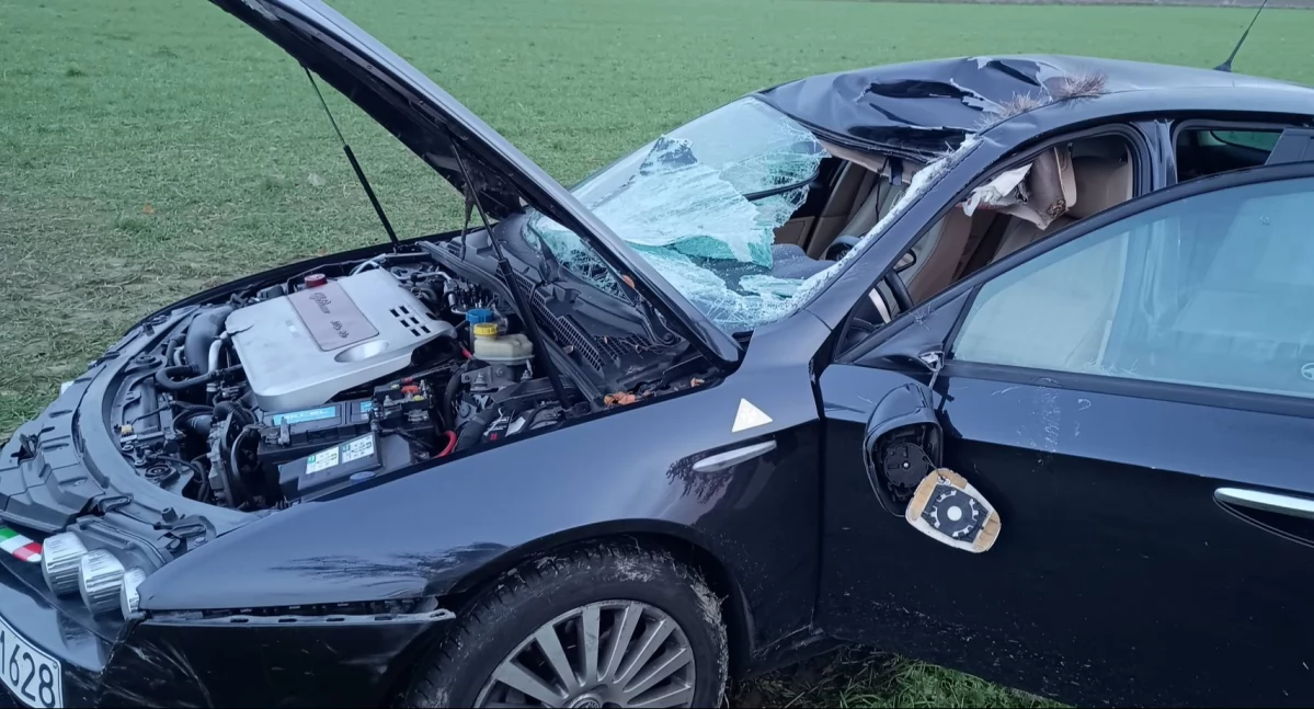 Pomiechówek. Zderzenie samochodu osobowego z łosiem w Falbogach Borowych. Jedna osoba trafiła do szpitala