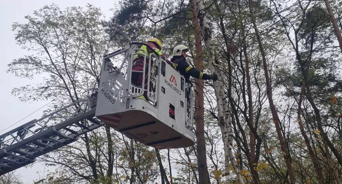 Nasielsk. Suchy konar drzewa zawisł na linii energetycznej w Jackowie Włościańskim. Strażacy użyli podnośnika, aby usnąć gałąź
