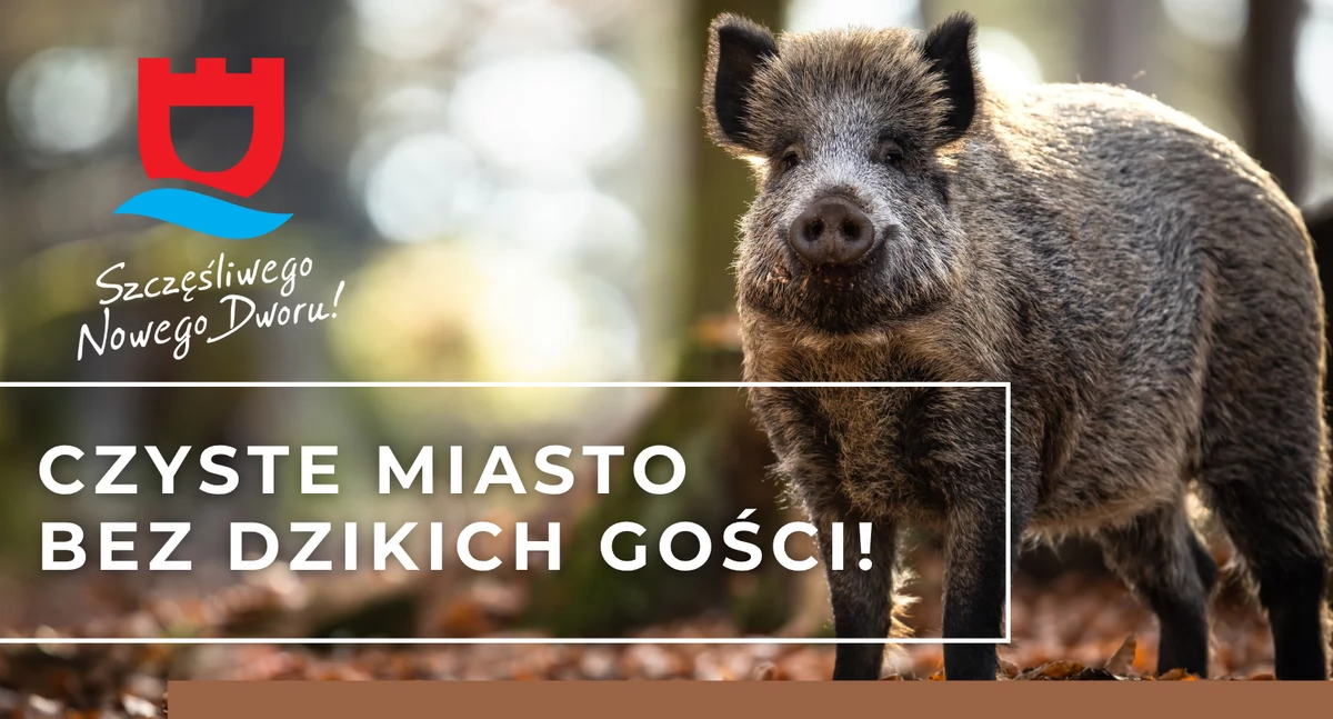 Nowy Dwór Mazowiecki. Dzików w mieście coraz więcej! Rusza akcja odstraszania