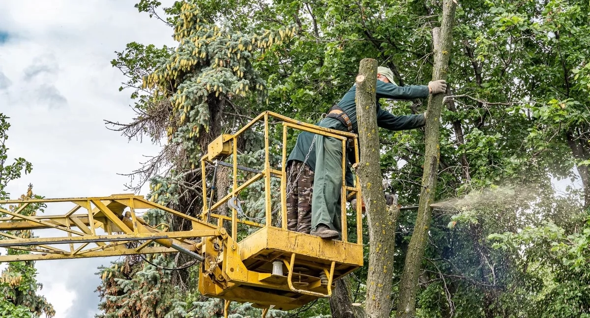 Nowy Dwór Mazowiecki. Ratusz szuka firmy do opieki nad drzewami. Bujne będą pielęgnowane, chorujące i suche usunięte 