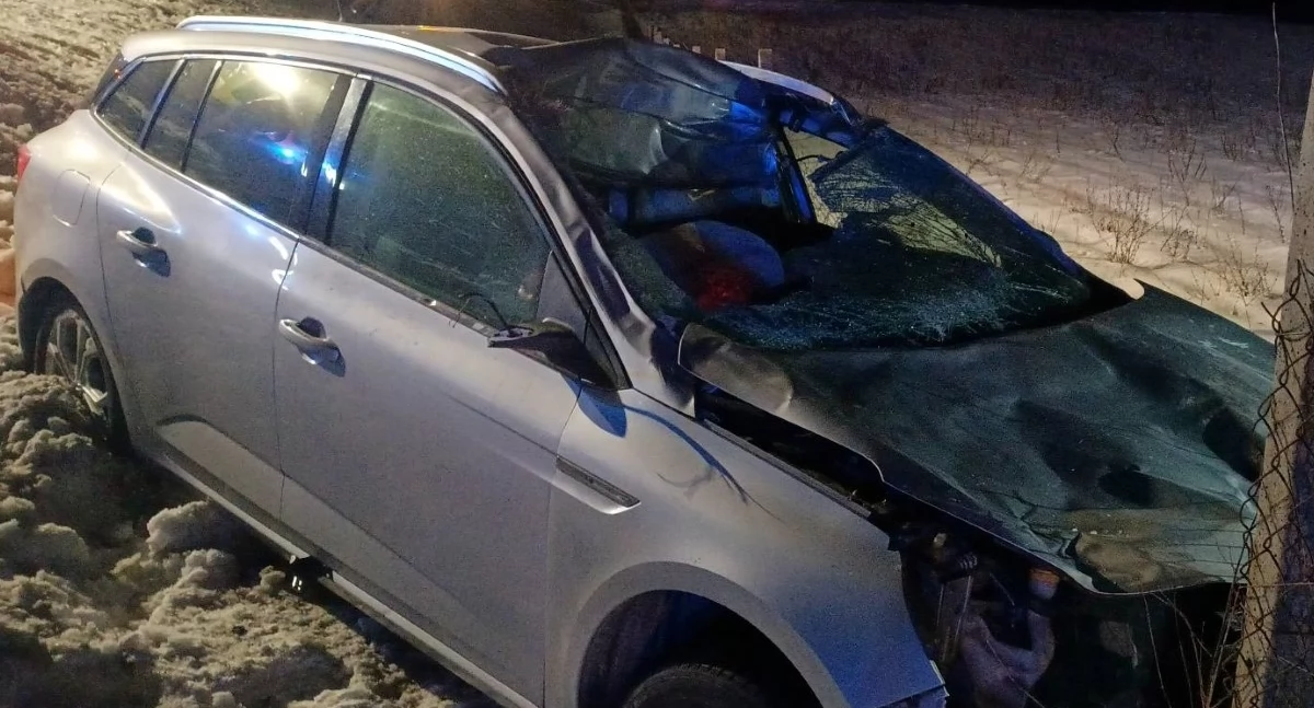 Pomiechówek. Zderzenie auta osobowego z łosiem na KD 62 w miejscowości Wójtostwo. Dwie osoby zostały przetransportowane do szpitala
