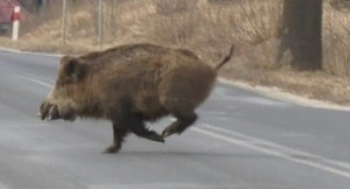 Czosnów. Zderzenie auta z dzikiem na ul. Głównej w Sadach. Interweniowały służby ratownicze