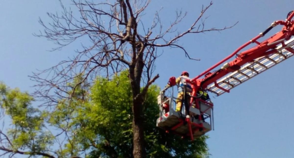 Czosnów. Uszkodzona gałąź drzewa zagrażała bezpieczeństwu drogowemu na DW nr 575 we wsi Sady. Interweniowali strażacy