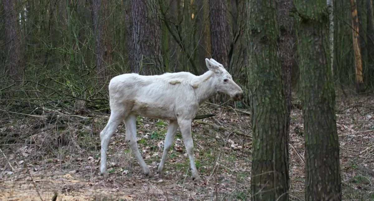 W Kampinoskim Parku Narodowym zaobserwowano nietypowego lokatora - niemalże białego młodego łoszaka. Nie jest to jednak albinos