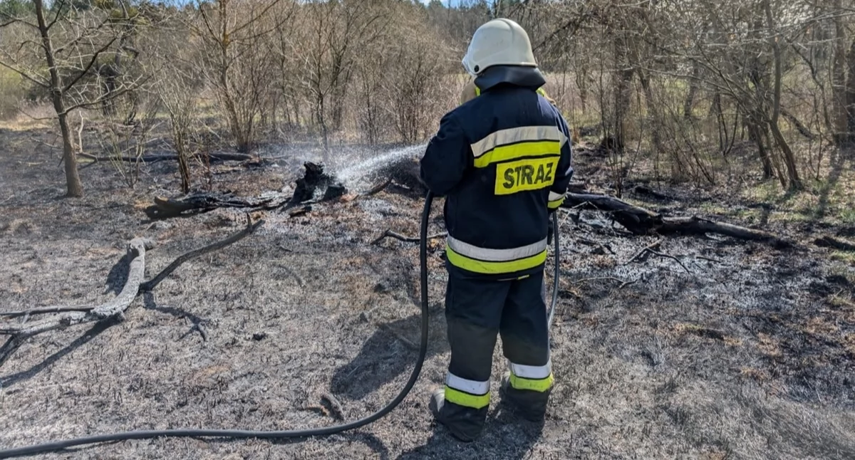 Powiat. Pożary traw w miejscowości Łomna Las i Nowym Dworze Mazowieckim. Interweniowali strażacy ochotnicy