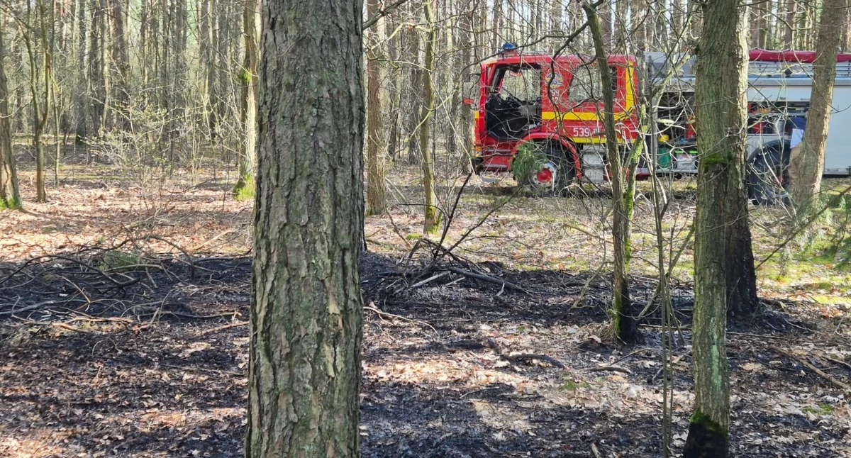 Nasielsk. Pożar lasu w Cieksynie. Interweniowało kilka zastępów straży pożarnej