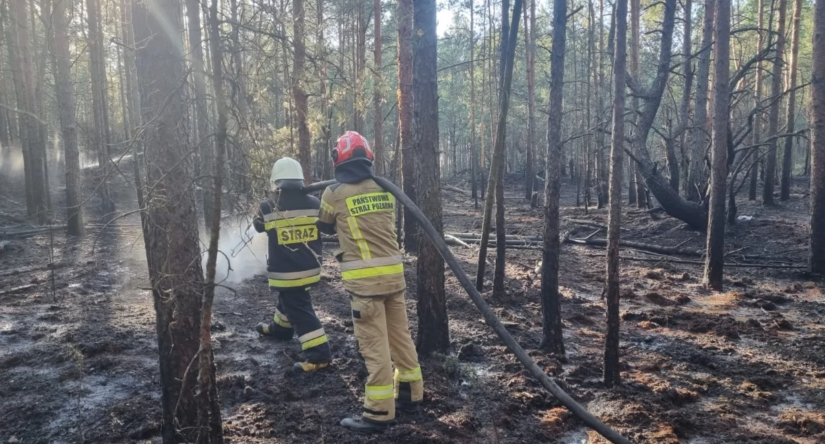 Czosnów. W wyniku pożaru lasu w Kazuniu Polskim spłonęło ponad 4000 m2 powierzchni. Z ogniem przez cztery godziny walczyło dziewięć zastępów straży pożarnej