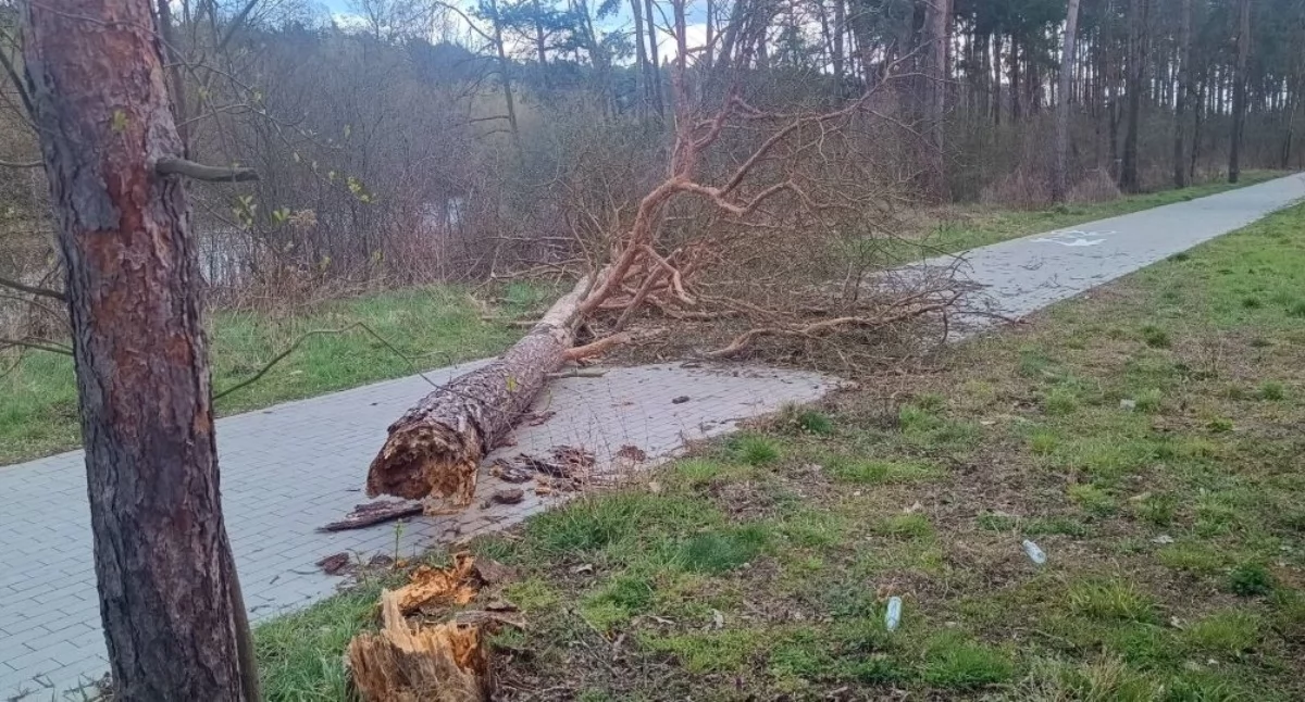 Pomiechówek. Suche drzewo przewróciło się na ogrodzenie posesji w Nowym Modlinie. Strażacy usunęli zagrożenie