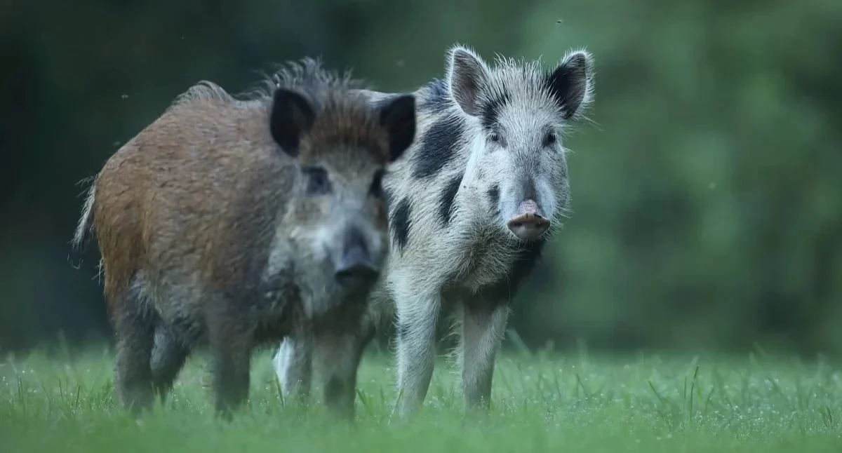 Nasielsk. Martwy dzik w rzece Wkra. Strażacy przez półtorej godziny wydobywali zwierzę z wody