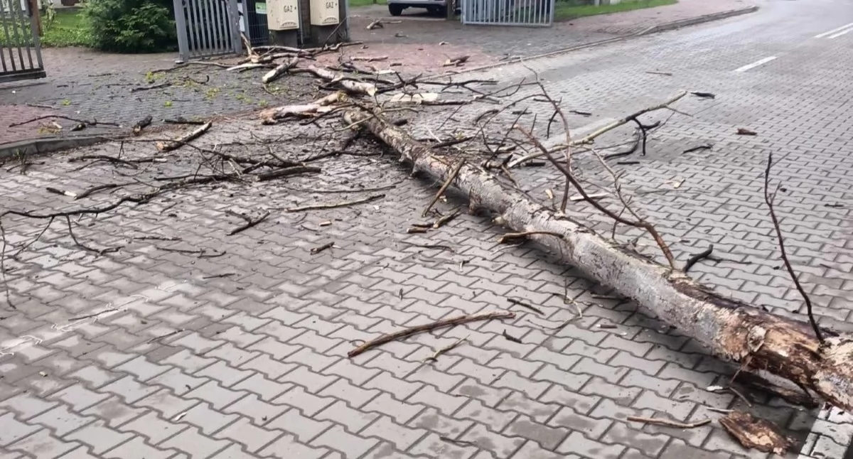 Powiat. Silny wiatr łamał i przewracał drzewa w ciągu ostatniej doby. Strażacy odnotowali kilka interwencji usuwając skutki niebezpiecznych zdarzeń