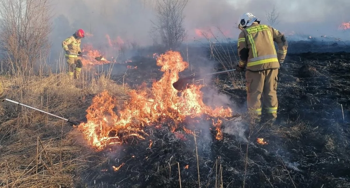Czosnów. W Dębinie w wyniku uszkodzenia linii średniego napięcia doszło do pożaru trawy. Interweniowali strażacy ochotnicy