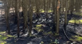 Nasielsk: Pożar lasu w Cegielni Psuckiej. Trudna akcja gaśnicza strażaków z Psucina