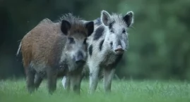 Nasielsk. Martwy dzik w rzece Wkra. Strażacy przez p&hellip;