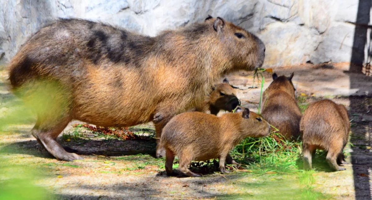 Młode kapibary z gdańskiego ZOO już na wybiegu