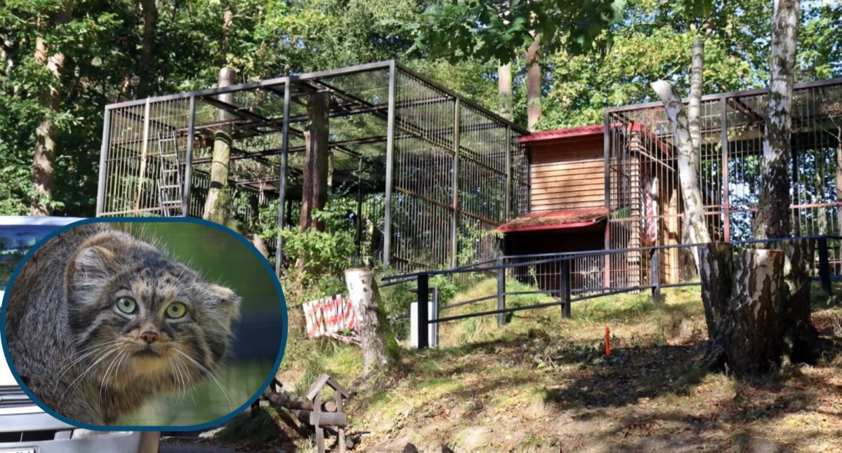 Manule z gdańskiego ZOO zyskają nowy wybieg