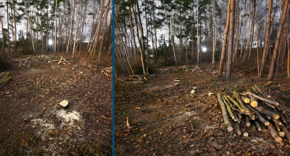 Nielegalna wycinka w Gdyni. Wstrzymała ją czujność mieszkańców