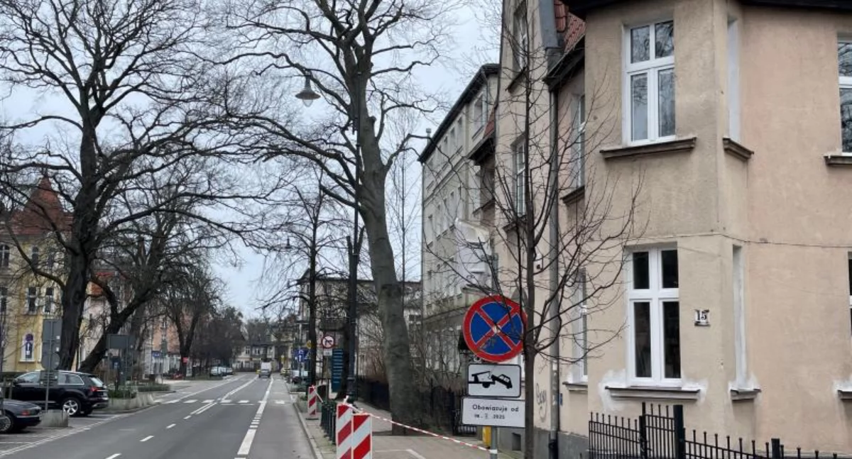 Dorodny buk z centrum Sopotu do wycinki. Zamkną ruchliwą ulicę