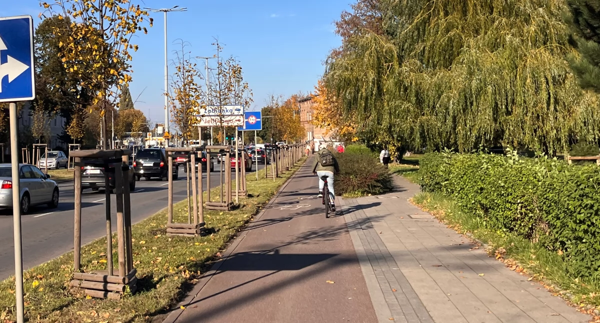Ochrona zieleni podczas inwestycji. Sprawdzamy standardy Gdańskiej Karty dla Drzew