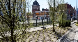 Zdjęcie przedstawia: Zielone zmiany na Hucisku. Nowe drzewa i skrót dla pieszych