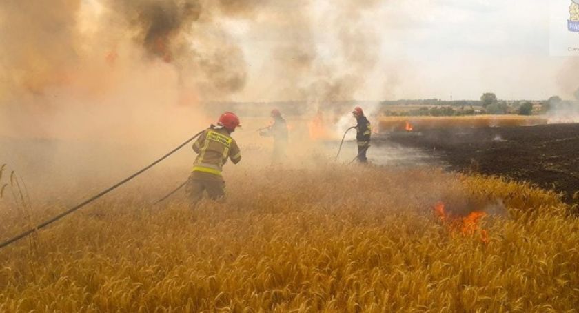 Poważny pożar zboża w miejscowości Nowy Ludwików