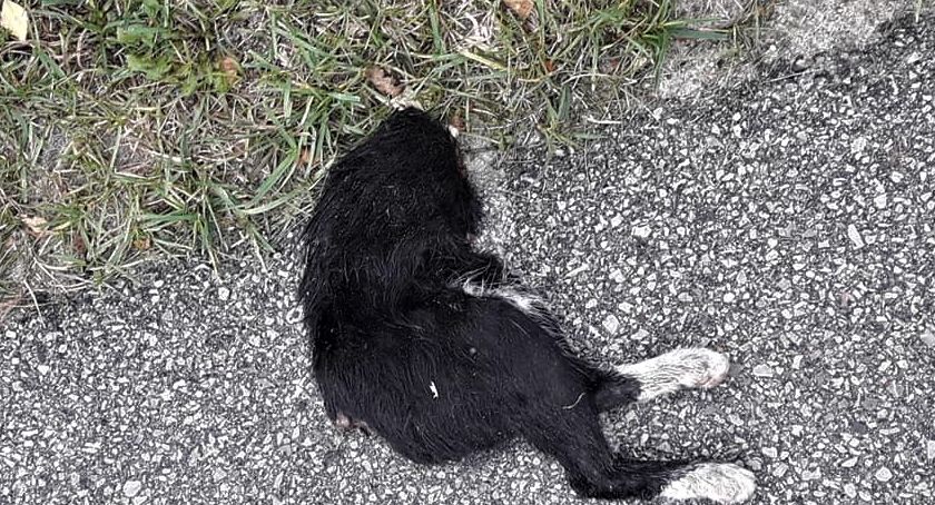 Kto brutalnie zabija koty i odcina im części ciała? 