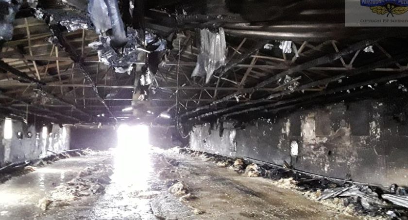 Ogromny pożar kurnika - 9 zastępów Straży Pożarnej walczyło z żywiołem 