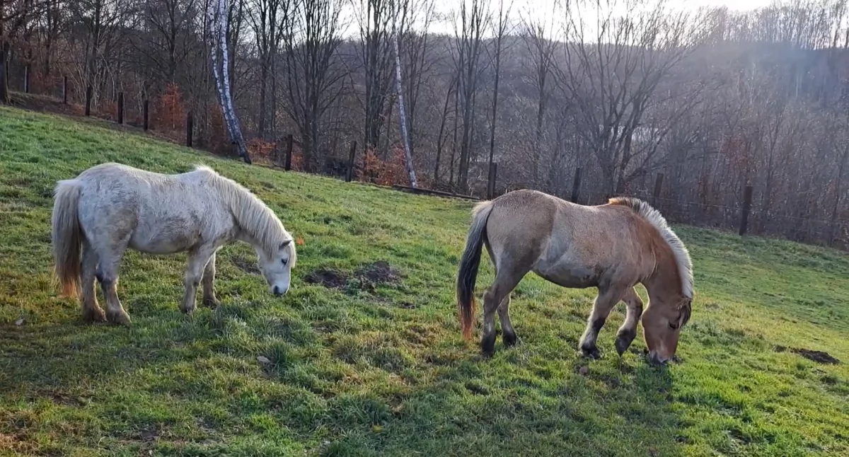 Zajce, sôrnë i kònie. Mateùsz zôs nadôwô!