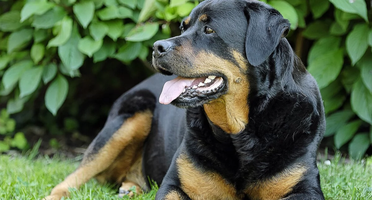 Adoptowôł psë, żebë nagrëwac jich mãczenié
