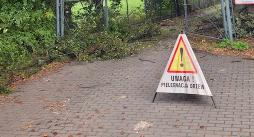 Rewitalizacja drzewostanu w kompleksie zamkowo-parkowym w Łodygowicach