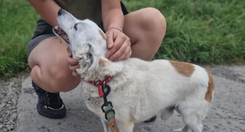 Adopcja zwierzecia ze schroniska dla bezdomnych zwierząt 