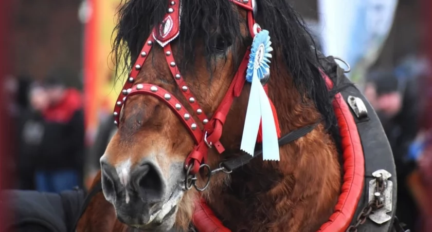XIV ZAWODY FURMANÓW W WĘGIERSKIEJ GÓRCE 