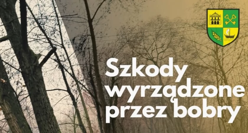 Odszkodowania za szkody wyrządzone przez bobry- gmina Łodygowice informuje! 